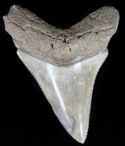 Serrated, Angustidens Tooth - Megalodon Ancestor #59223